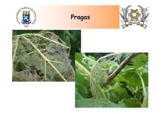 PragasPragas
 