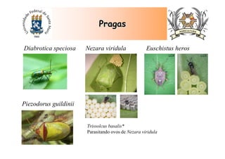 PragasPragas
Diabrotica speciosa Nezara viridula
Trissolcus basalis*
Parasitando ovos de Nezara viridula
Piezodorus guildinii
Euschistus heros
 