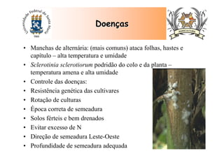DoenDoenççasas
• Manchas de alternária: (mais comuns) ataca folhas, hastes e
capítulo – alta temperatura e umidade
• Sclerotinia sclerotiorum podridão do colo e da planta –
temperatura amena e alta umidade
• Controle das doenças:
• Resistência genética das cultivares
• Rotação de culturas
• Época correta de semeadura
• Solos férteis e bem drenados
• Evitar excesso de N
• Direção de semeadura Leste-Oeste
• Profundidade de semeadura adequada
 