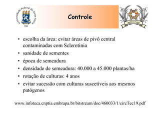 • escolha da área: evitar áreas de pivô central
contaminadas com Sclerotinia
• sanidade de sementes
• época de semeadura
• densidade de semeadura: 40.000 a 45.000 plantas/ha
• rotação de culturas: 4 anos
• evitar sucessão com culturas suscetíveis aos mesmos
patógenos
ControleControle
www.infoteca.cnptia.embrapa.br/bitstream/doc/460033/1/circTec19.pdf
 