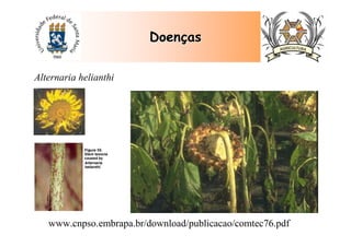 DoenDoenççasas
Alternaria helianthi
www.cnpso.embrapa.br/download/publicacao/comtec76.pdf
 