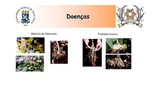 DoenDoenççasas
 