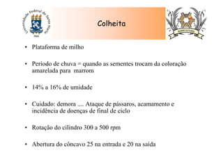 • Plataforma de milho
• Período de chuva = quando as sementes trocam da coloração
amarelada para marrom
• 14% a 16% de umidade
• Cuidado: demora .... Ataque de pássaros, acamamento e
incidência de doenças de final de ciclo
• Rotação do cilindro 300 a 500 rpm
• Abertura do côncavo 25 na entrada e 20 na saída
Colheita
 