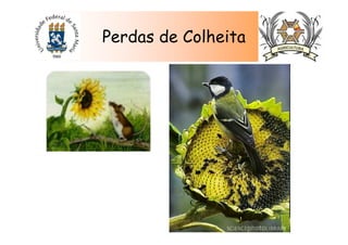 Perdas de Colheita
 