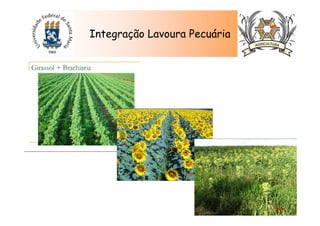 Integração Lavoura Pecuária
 