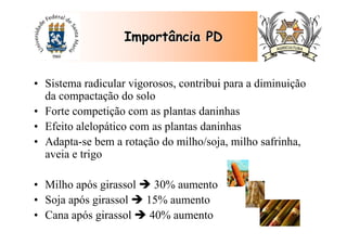 • Sistema radicular vigorosos, contribui para a diminuição
da compactação do solo
• Forte competição com as plantas daninhas
• Efeito alelopático com as plantas daninhas
• Adapta-se bem a rotação do milho/soja, milho safrinha,
aveia e trigo
• Milho após girassol 30% aumento
• Soja após girassol 15% aumento
• Cana após girassol 40% aumento
Importância PDImportância PD
 