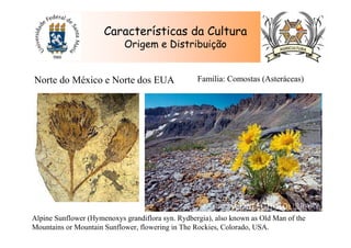 Características da Cultura
Origem e Distribuição
Alpine Sunflower (Hymenoxys grandiflora syn. Rydbergia), also known as Old Man of the
Mountains or Mountain Sunflower, flowering in The Rockies, Colorado, USA.
Norte do México e Norte dos EUA Família: Comostas (Asteráceas)
 