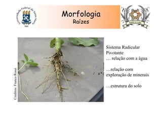 Morfologia
Raízes
Creditos:FrancoRossi
Sistema Radicular
Pivotante
… relação com a água
…relação com
exploração de minerais
…estrutura do solo
 