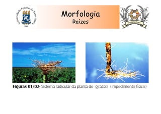 Morfologia
Raízes
 