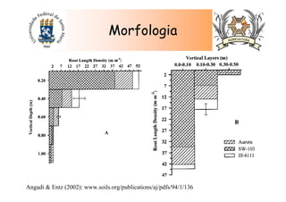 Morfologia
Angadi & Entz (2002): www.soils.org/publications/aj/pdfs/94/1/136
 