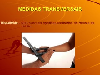 MEDIDAS TRANSVERSAIS Biestilóide  - Dist. entre as apófises estilóides do rádio e do  cúbito. 