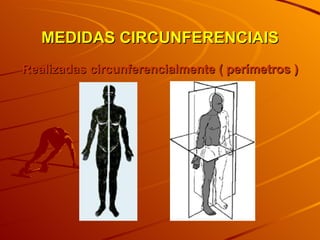 MEDIDAS CIRCUNFERENCIAIS Realizadas circunferencialmente ( perímetros ) 