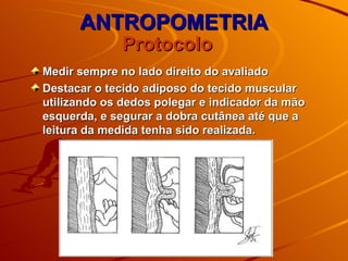 ANTROPOMETRIA Medir sempre no lado direito do avaliado Destacar o tecido adiposo do tecido muscular utilizando os dedos polegar e indicador da mão esquerda, e segurar a dobra cutânea até que a leitura da medida tenha sido realizada. Protocolo  