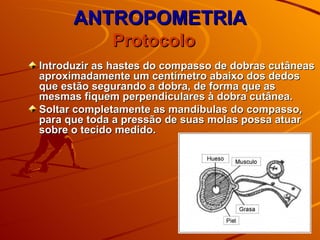 ANTROPOMETRIA Introduzir as hastes do compasso de dobras cutâneas aproximadamente um centímetro abaixo dos dedos que estão segurando a dobra, de forma que as mesmas fiquem perpendiculares à dobra cutânea. Soltar completamente as mandíbulas do compasso, para que toda a pressão de suas molas possa atuar sobre o tecido medido. Protocolo  