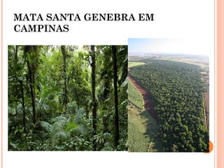 MATA SANTA GENEBRA EM
CAMPINAS
 