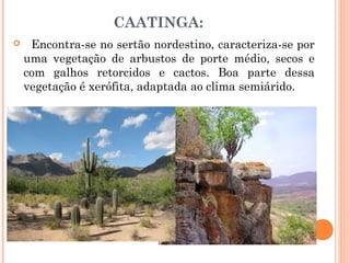 CAATINGA: 
 Encontra-se no sertão nordestino, caracteriza-se por
uma vegetação de arbustos de porte médio, secos e
com galhos retorcidos e cactos. Boa parte dessa
vegetação é xerófita, adaptada ao clima semiárido.
 