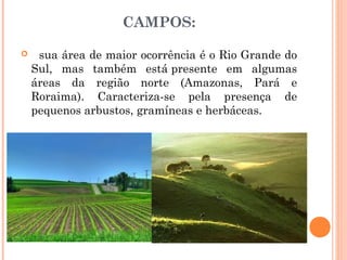 CAMPOS:
 sua área de maior ocorrência é o Rio Grande do
Sul, mas também está presente em algumas
áreas da região norte (Amazonas, Pará e
Roraima). Caracteriza-se pela presença de
pequenos arbustos, gramíneas e herbáceas.
 