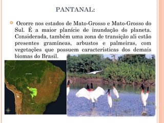 PANTANAL:
  Ocorre nos estados de Mato-Grosso e Mato-Grosso do
Sul. É a maior planície de inundação do planeta.
Considerada, também uma zona de transição ali estão
presentes gramíneas, arbustos e palmeiras, com
vegetações que possuem características dos demais
biomas do Brasil.  
 