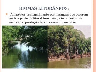 BIOMAS LITORÂNEOS:
  Compostos principalmente por mangues que ocorrem
em boa parte do litoral brasileiro, são importantes
zonas de reprodução de vida animal marinha.
 