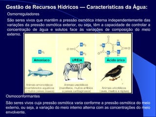 Gestão de Recursos Hídricos — Características da Água:   Osmorreguladores  São seres vivos que mantêm a pressão osmótica interna independentemente das variações da pressão osmótica exterior, ou seja, têm a capacidade de controlar a concentração de água e solutos face ás variações de composição do meio externo.  Osmoconformantes  São seres vivos cuja pressão osmótica varia conforme a pressão osmótica do meio externo, ou seja, a variação do meio interno alterna com as concentrações do meio envolvente.  