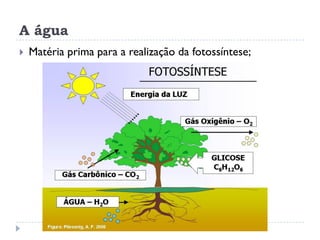 A água
 Matéria prima para a realização da fotossíntese;
 