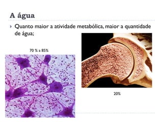 A água
 Quanto maior a atividade metabólica, maior a quantidade
de água;
70 % a 85%
20%
 