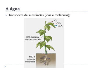 A água
 Transporte de substâncias (íons e moléculas);
 