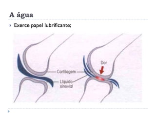 A água
 Exerce papel lubrificante;
 