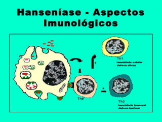 Hanseníase - Aspectos
Imunológicos
 