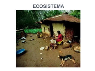 ECOSISTEMA
 