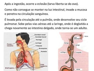 Aula helmintos 3 - Ascaridíase.pdf