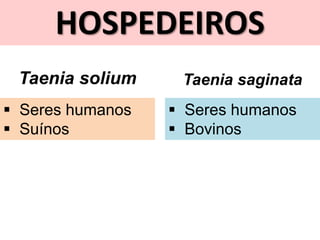 HOSPEDEIROS
Taenia solium Taenia saginata
 Seres humanos
 Suínos
 Seres humanos
 Bovinos
 