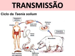 TRANSMISSÃO
Ciclo da Taenia solium
 