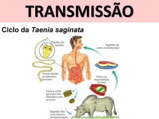 TRANSMISSÃO
Ciclo da Taenia saginata
 