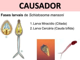 CAUSADOR
Fases larvais de Schistosoma mansoni
1.Larva Miracídio (Ciliada)
2.Larva Cercária (Cauda bífida)
 