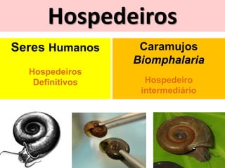 Hospedeiros
Seres Humanos
Hospedeiros
Definitivos
Caramujos
Biomphalaria
Hospedeiro
intermediário
 
