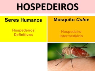 HOSPEDEIROS
Seres Humanos
Hospedeiros
Definitivos
Mosquito Culex
Hospedeiro
Intermediário
 
