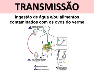 TRANSMISSÃO
Ingestão de água e/ou alimentos
contaminados com os ovos do verme
 