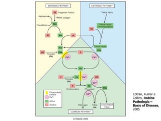 Cotran, Kumar e
Collins, Robins
Pathologic –
Basis of Disease,
2005
 