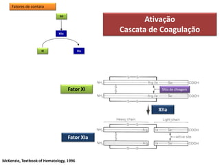 XII
XIIa
XI XIa
Fator XI
Fator XIa
Ativação
Cascata de Coagulação
XIIa
Fatores de contato
Sítio de clivagem
McKenzie, Textbook of Hematology, 1996
 