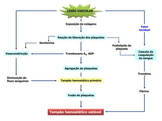 LESÃO VASCULAR
Exposição do colágeno
Reação de liberação das plaquetas
Tromboxano A2, ADP
Agregação de plaquetas
Fusão de plaquetas
Tampão hemostático estável
Vasoconstricção
Diminuição do
fluxo sanguíneo Tampão hemostático primário
Serotonina
Fator
tecidual
Fosfolípide da
plaqueta
Cascata da
coagulação
do sangue
Trombina
Fibrina
 