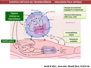 EVENTOS CRÍTICOS NA TROMBOGÊNESE INDUZIDOS PELA HIPÓXIA
Bovill & Vliet – Annu.Rev. Physiol 2011; 73:527-45
Hipóxia
Crônica ou
intermitente
Ativação de monócitos
(indução P e E-selectinas)
Citocinas inflamatórias
(TNF e IL1) e NO
Permeabilidade
celular
Ativação do
endotélioNADPH oxidase
 