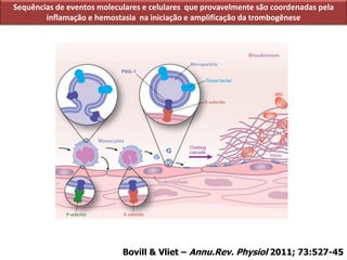 Sequências de eventos moleculares e celulares que provavelmente são coordenadas pela
inflamação e hemostasia na iniciação e amplificação da trombogênese
Bovill & Vliet – Annu.Rev. Physiol 2011; 73:527-45
 