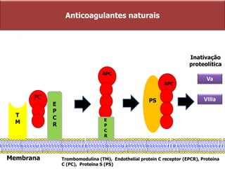 PC
APC
PS
APC
T
M
Membrana
Anticoagulantes naturais
Va
VIIIa
Inativação
proteolítica
IIa
E
P
C
R
E
P
C
R
Trombomodulina (TM), Endothelial protein C receptor (EPCR), Proteína
C (PC), Proteína S (PS)
 