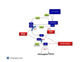 IXa
VII
IX
X
Va
Xa
II IIa
VIIa
VIIIa
Fator tecidual
Tissue Factor
Ca2+Ca2+
Ca2+
Ca2+
Protrombina Trombina
Fibrinogênio Fibrina
Phospholipidic surface
PCa
TFPI
Antitrombina
 