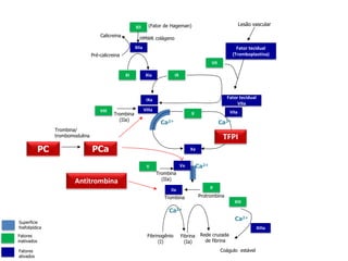 XII
IXa
XI XIa
VII
IX
VIII
V
X
Va
Xa
IIIIa
XIII
XIIIa
VIIa
VIIIa
Fator tecidual
(Tromboplastina)
Fator tecidual
VIIa
Pré-calicreina
HMWK colágeno
(Fator de Hageman)
Calicreina
Lesão vascular
Trombina
(IIa)
XIIa
Ca2+Ca2+
Ca2+
Ca2+
Ca2+
ProtrombinaTrombina
Fibrinogênio
(I)
Fibrina
(Ia)
Rede cruzada
de fibrina
Trombina
(IIa)
Fatores
inativados
Fatores
ativados
Trombina/
trombomodulina
Coágulo estável
Superfície
fosfolipídica
TFPI
PC
Antitrombina
PCa
 