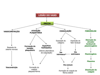 LESÃO DO VASO
INICIA
VASOCONSTRIÇÃO
Resposta do
sistema nervoso
Vasconstrição
ATIVAÇÃO
PLAQUETÁRIA
Formação do
tampão
plaquetário
Formação do
coagulo
plaqueta-fibrina
Superfície
fosfolípidica
(fatores plasmáticos
da coagulação)
COAGULAÇÃO
Exposição do
colágeno
Exposição do
fator tecidual
Via
extrínseca
Via
intrínseca
Via comum
Formação do coagulo de
fibrina estável
FIBRINÓLISE
liberação do
ativador
tecidual do
plasminogênio
Plaminogênio
Plasmina
Dissolução do
coágulo
 
