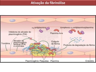 Ativação da fibrinólise
 