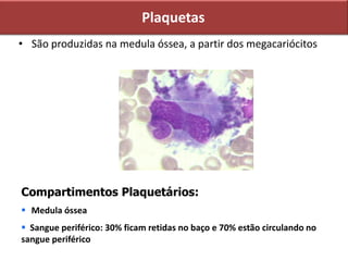 Plaquetas
• São produzidas na medula óssea, a partir dos megacariócitos
Compartimentos Plaquetários:
 Medula óssea
 Sangue periférico: 30% ficam retidas no baço e 70% estão circulando no
sangue periférico
 