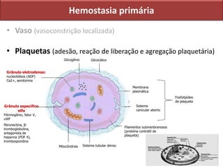 Hemostasia primária
• Vaso (vasoconstrição localizada)
• Plaquetas (adesão, reação de liberação e agregação plaquetária)
Membrana
plasmática
Sistema tubular densoMitocôndrias
Grânulo específico
αlfa
Fibrinogênio, fator V,
vWF
fibronectina, β-
tromboglobulina,
antagonista de
heparina (PDF 4),
trombospondina
Grânulo eletrodenso:
nucleotídeos (ADP)
Ca2+, serotonina
Sistema
canicular aberto
Filamentos submenbranosos
(proteína contrátil de
plaqueta)
GlicocáliceGlicogênio
Fosfolipídeo
de plaqueta
 